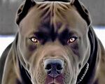 MaKs_PitQ_1234